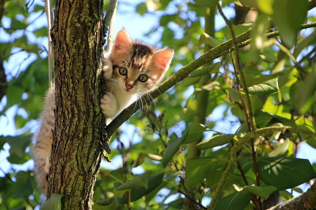 cat, kitten, tree, curious, pet, tabby, feline, nature, animal, domestic, domestic cat, cat portrait, curious cat, mammal