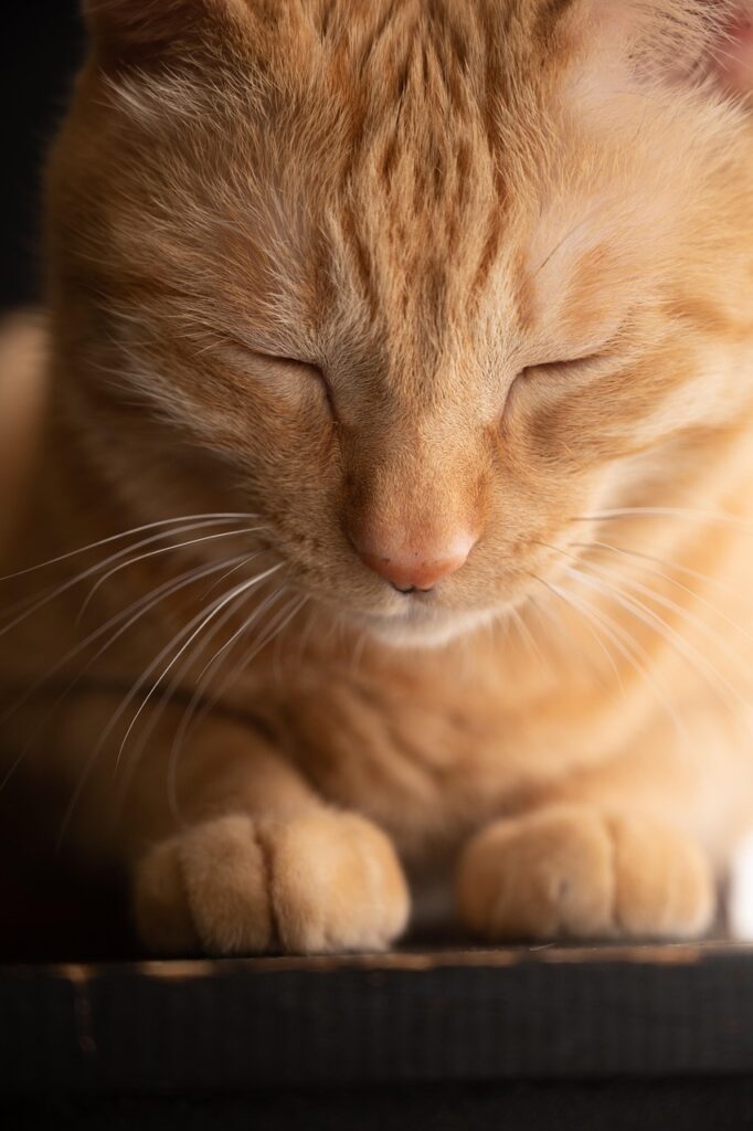 cat, sleepy, pet, animal, nature, feline