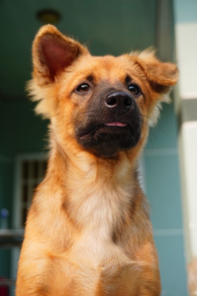 Charming portrait of a Harzer Fuchs dog in an outdoor setting, showcasing its endearing expression.