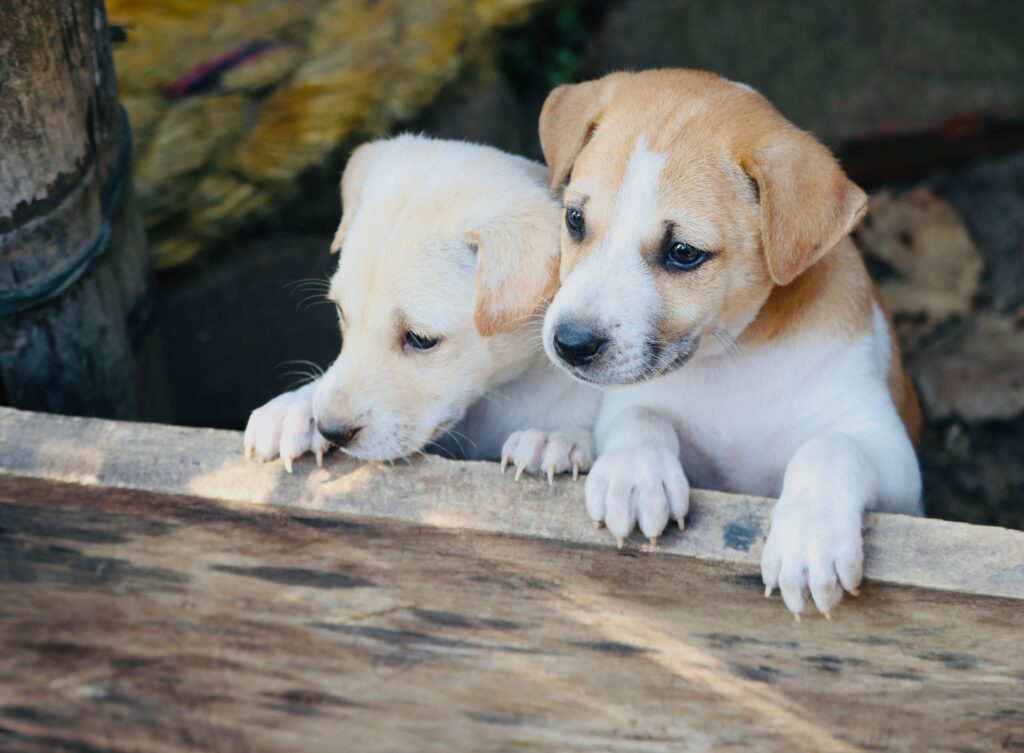 Two playful puppies curiously peeking over a wooden board, showcasing their adorable nature.
