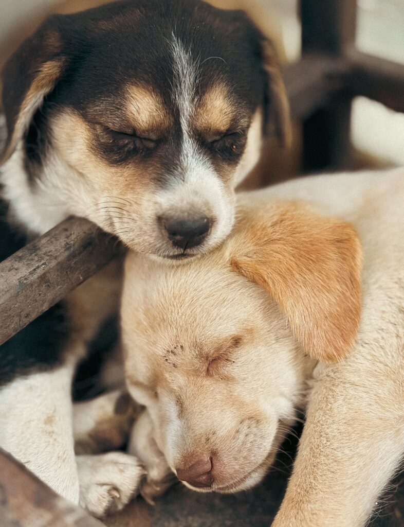 Two adorable puppies cuddling together outdoors, showcasing a heartwarming moment of puppylove.
